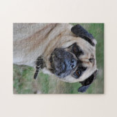 Adorable Mops Foto Puzzle (Horizontal)