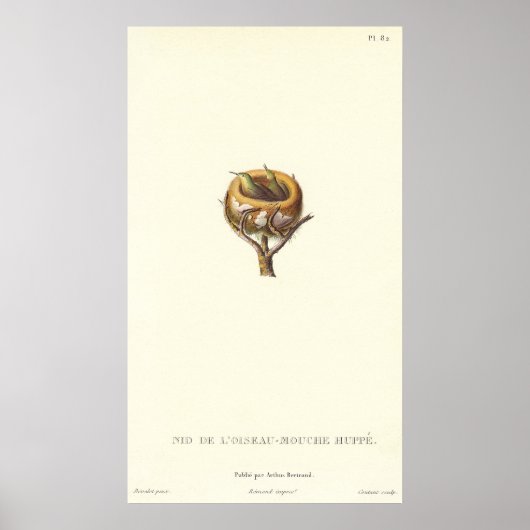 Adorable Nest von Crested Hummingbirds - Hübsch! Poster (Vorne)