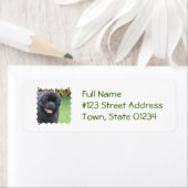 Adorable Neufundland (Insitu)