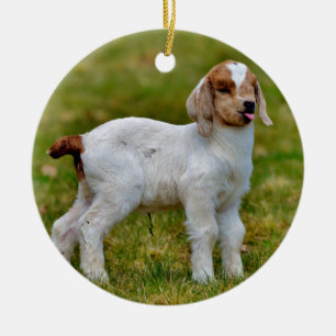 Adorable Newborn Boer Goat Kid Keramik Ornament