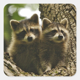 Adorable Niedlich Baby Raccoons Foto Quadratischer Aufkleber