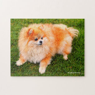 Adorable Niedlich Spitz Welpenhund Puzzle