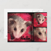 Adorable Oppossum Postkarte. Postkarte (Vorne/Hinten)