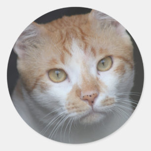 Adorable Orange und Weiße Katze mit ausdrucksvolle Runder Aufkleber