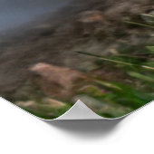 Adorable Otter am Ufer Poster (Ecke)