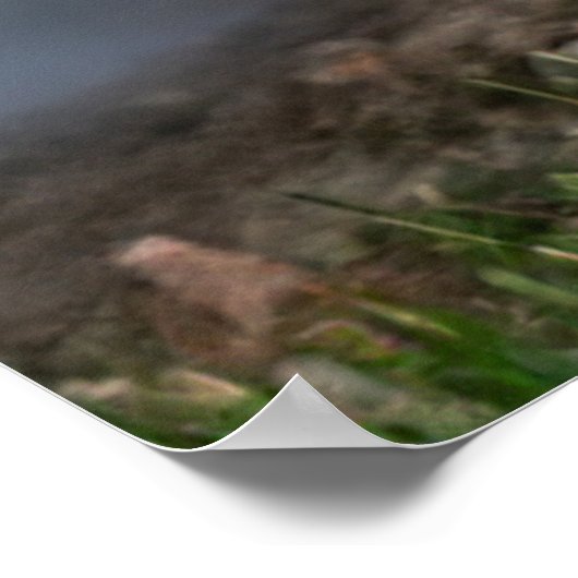 Adorable Otter am Ufer Poster (Ecke)