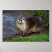 Adorable Otter am Ufer Poster (Vorne)