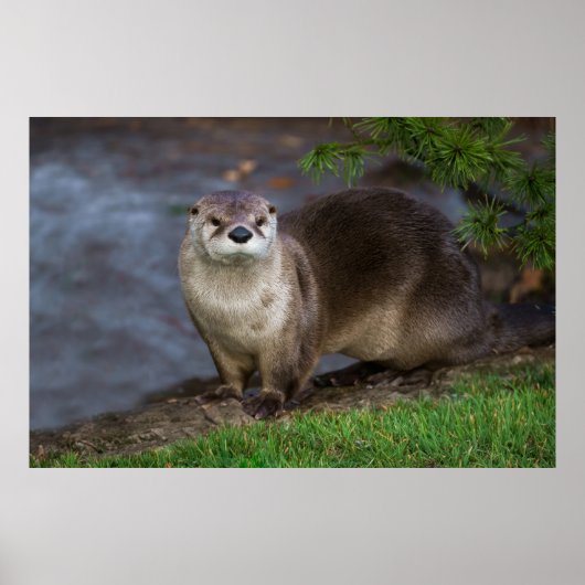 Adorable Otter am Ufer Poster (Vorne)