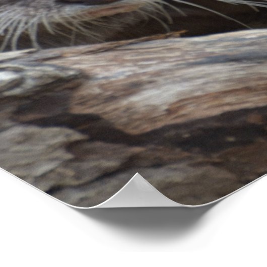 Adorable Otter Poster (Ecke)