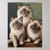Adorable Pair Ragdoll Kittens Sweet Cat Poster (Vorne)