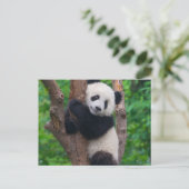 Adorable Panda Bär auf dem Baum Postkarte (Stehend Vorderseite)