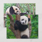 Adorable Panda Bär auf dem Baum Postkarte (Vorne/Hinten)