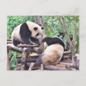 Adorable Panda Bär auf dem Baum Postkarte (Rückseite)