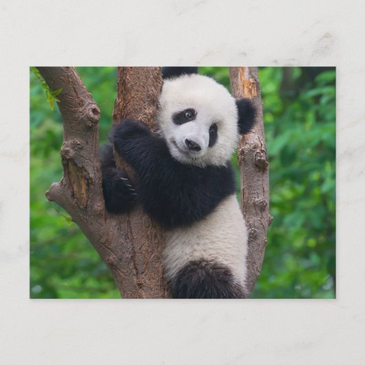 Adorable Panda Bär auf dem Baum Postkarte (Vorderseite)