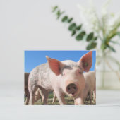 Adorable Pig Oink Postkarte (Stehend Vorderseite)