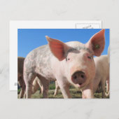 Adorable Pig Oink Postkarte (Vorne/Hinten)