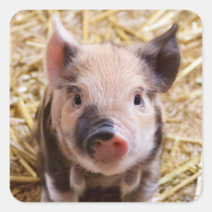Adorable Piglet Stickers