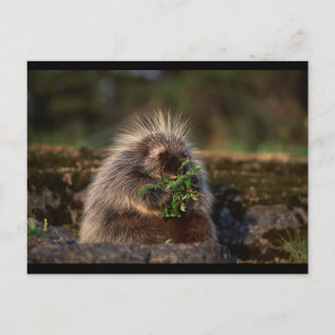 Adorable Porcupine Postkarte