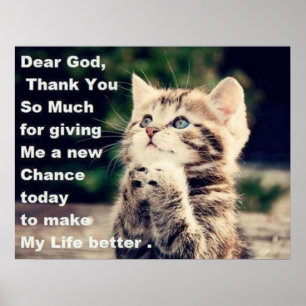 Adorable Pracht Kitten Poster