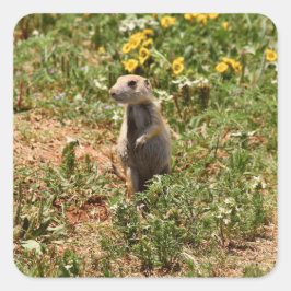 Adorable Prairie Dog Quadratischer Aufkleber