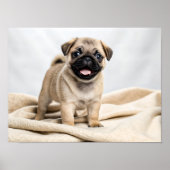Adorable pug puppy poster (Vorne)