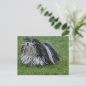 Adorable Puli Dog Postkarte (Stehend Vorderseite)