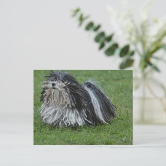 Adorable Puli Dog Postkarte (Stehend Vorderseite)