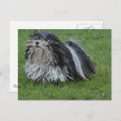 Adorable Puli Dog Postkarte (Vorne/Hinten)