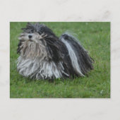 Adorable Puli Dog Postkarte (Vorderseite)