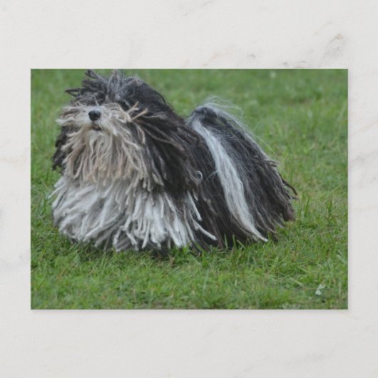 Adorable Puli Dog Postkarte (Vorderseite)