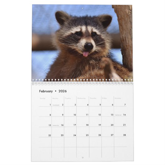 Adorable Raccoons 2026 Kalender (Feb 2026)