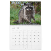 Adorable Raccoons 2026 Kalender (Mär 2027)