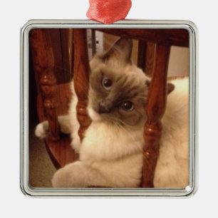 Adorable Ragdoll Cat Lounges auf einem Stuhl Ornament Aus Metall