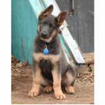 Adorable rasa German Shepherd Puppy Freistehende Fotoskulptur<br><div class="desc">Blauer deutscher Hirtenwelpen. Sie hat das süße Ding ganz unten. Das Farbblau ist eine seltene Farbe,  die auf ein rezessives Gen zurückzuführen ist,  das beide Eltern tragen müssen,  damit die blauen/grauen Jungtiere geboren werden können.</div>