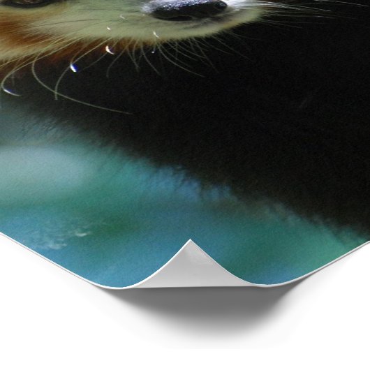 Adorable Red Panda Poster (Ecke)