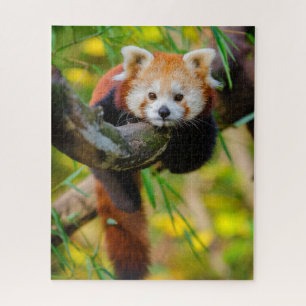 Adorable Red Panda Puzzle 