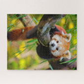 Adorable Red Panda Puzzle (Horizontal)