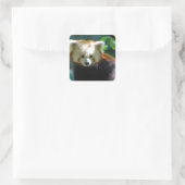 Adorable Red Panda Stickers (Tasche)