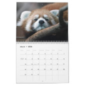 Adorable Red Pandas 2026 Kalender (Mär 2026)
