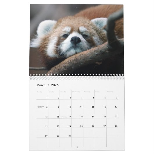 Adorable Red Pandas 2026 Kalender (Mär 2026)