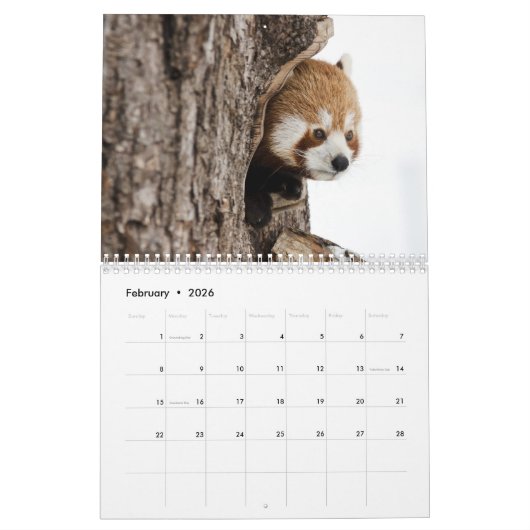 Adorable Red Pandas 2026 Kalender (Feb 2026)