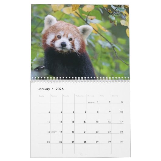 Adorable Red Pandas 2026 Kalender (Jan 2026)