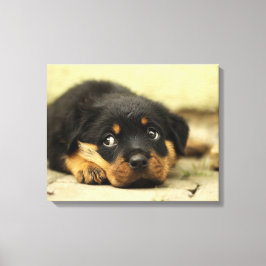 Adorable Rottweiler Puppy Leinwanddruck