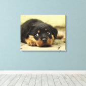 Adorable Rottweiler Puppy Leinwanddruck (Insitu (Holzboden))