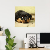 Adorable Rottweiler Puppy Poster (Heimbüro)