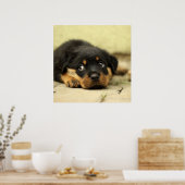Adorable Rottweiler Puppy Poster (Küche)