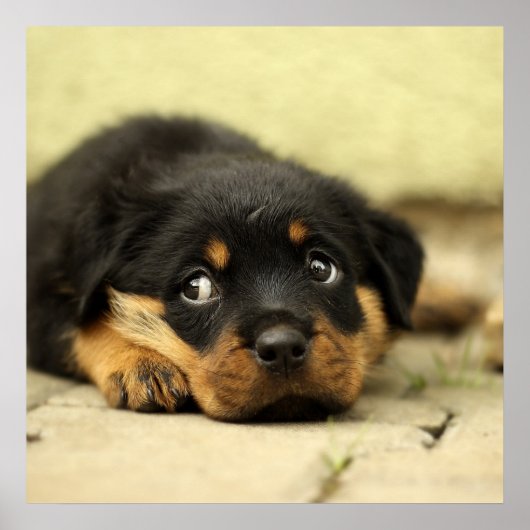 Adorable Rottweiler Puppy Poster (Vorne)