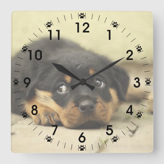 Adorable Rottweiler Puppy Quadratische Wanduhr (Vorderseite)