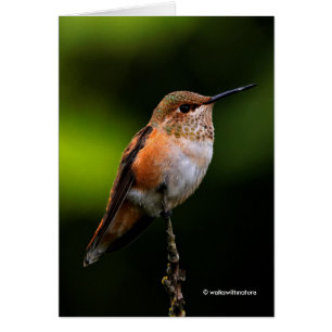 Adorable Rufous Hummingbird auf dem Zweig
