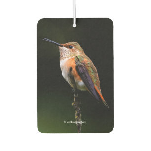 Adorable Rufous Hummingbird auf dem Zweig Autolufterfrischer